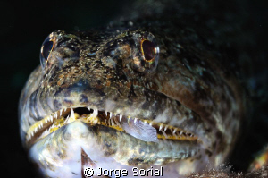 Lizardfish ready to attack its prey by Jorge Sorial 